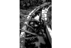 #7: Leaves in the Water