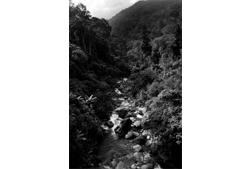 #2: River in a Forest